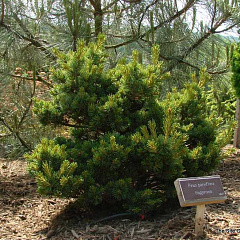 Сосна мелкоцветковая "Хагоромо" (Hagoromo)